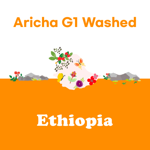 [에티오피아] Aricha G1 Washed